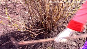 ПОДКОРМКА СМОРОДИНЫ