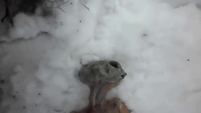 В Новосибирске нашли мертвого инопланетянина