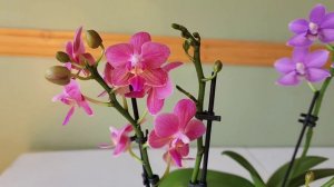 Sophie's Garden 两株别致美丽的蝴蝶兰 Phal. Yu-Yang Little Peacock & Phal. Diffusion