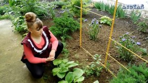 ЛИМОННИК китайский посадка выращивание уход вредители болезни подкормка размножение лимонник