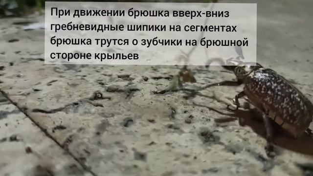 ЭТО ЖЕ ХРУУУУЩ! #турциямоимиглазами смотреть онлайн