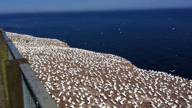 Fous de bassan, Percé - A perte de vue смотреть онлайн
