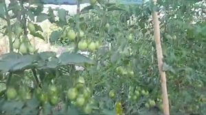 Плодородие почвы Живой Почвы Отзывы подписчиков