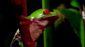 Красноглазая квакша (Agalychnis callidryas)