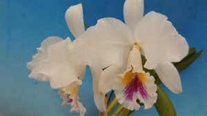 Cattleya labiata f.semi-alba (orchid)