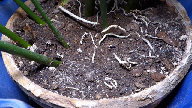 Aspidistra Bugs смотреть онлайн