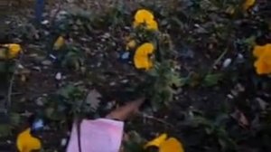 Лазаревское, 31 декабря, у нас цветут анютины глазки. Сочи, 2012