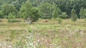 Земля Санникова. Медведь кушает ягоду.