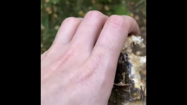 По грибы в СПБ.Mushrooms in St. Petersburg.  AL. Additional logic