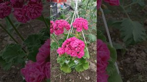 Пеларгония ПионИст