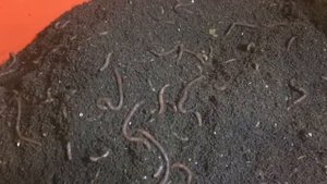 Разведение червя дендробены. Пять месяцев спустя