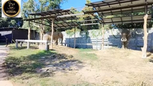 พังคำแพง พลายสงกรานต์,พลายจอนนี่,พลายดอย ศูนย์อนุรักษ์ ช้างทองคำ จ.มหาสารคามEP.2 смотреть онлайн