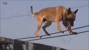 Belgian Malinois, Amazing Athlete!!! Amazing tricks Belgian Malinois\прыжки малинуа, трюки малинуа
