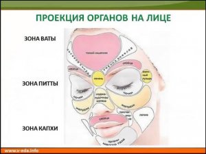 Типы кожи по дошам и проекция органов на лице