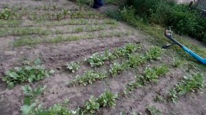 VLOG:Скоро лето, а я всё сею семена. Купили тример SmallCut.