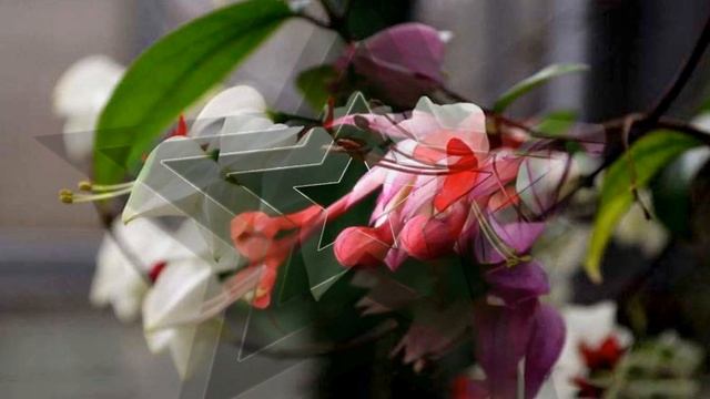 Clerodendrum thomsoniae flower (HD1080p) смотреть онлайн