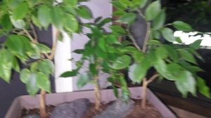 Композиция "3 деревца" из фикусов Бенджамина