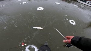 Поставил виб и поймал, ловля судака в декабре 2022