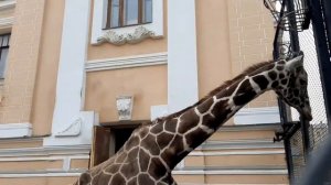 Жираф Самсон Москва