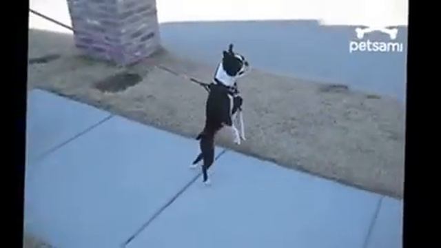 типичная прогулачка человека смотреть онлайн