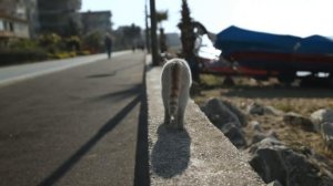 Ялова Турция 2023 начинает летний сезон?  Набережная города