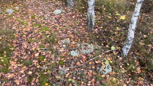 Белые грибы и подберёзовики после засухи