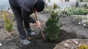 Еще одна ель Вилс Цверг!!!