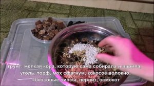 пересадка мильтонии