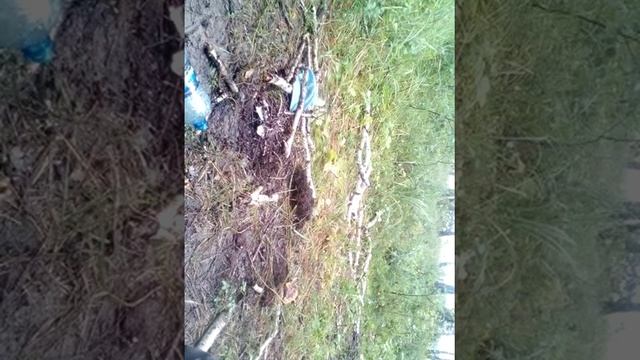 В очень мокром лесу смотреть онлайн