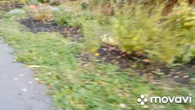 так сохраняю укорененные черенки роз в прикопе.