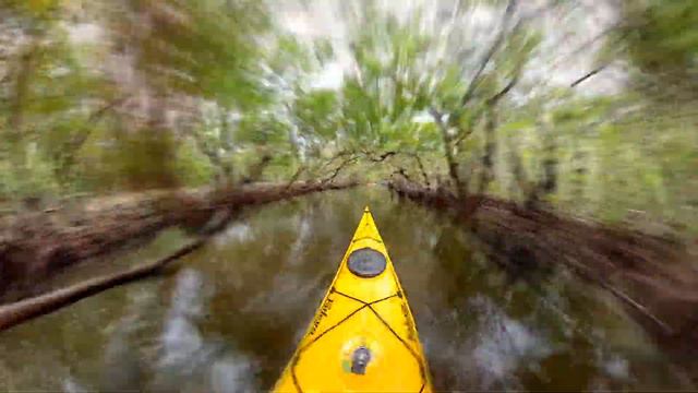 Robinson Preserve mangrove tunnel смотреть онлайн