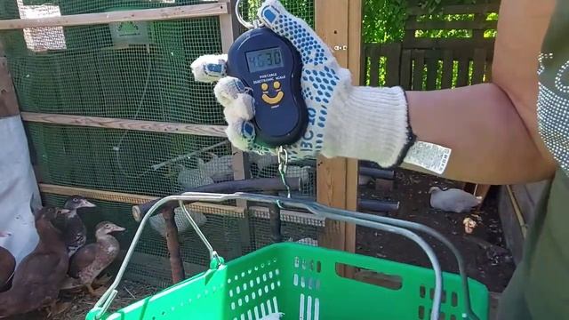 Сколько весит бройлер в 45 дней Кобб 500. Выращивание бройлера в аномальную жару. Бройлеры.