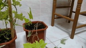 Тля ипомеи батат. Как бороться? Обработка в домашних условиях раствором Фуфанона.