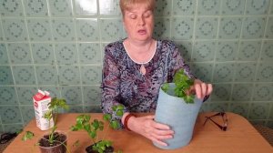 Отбеливание Черешкового Сельдерея