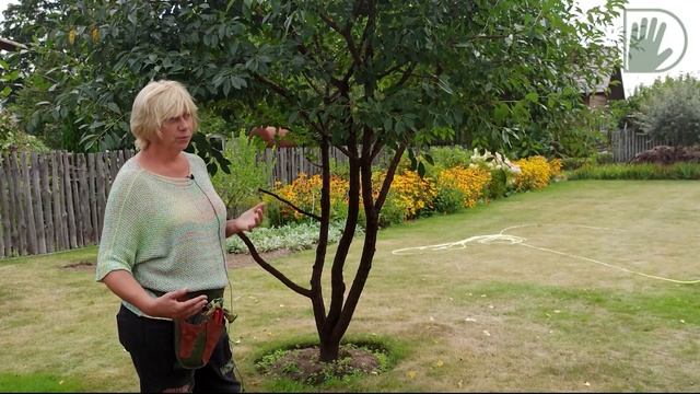 Видео журнал «Сады в отличной форме №52» Аккуратный сад с интересными формами плодовых растений. Ч1 смотреть онлайн