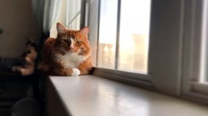 Почему девушкам нельзя сидеть на подоконниках?