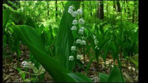 Распустились почки, лес зашевелился...Спиридон Дрожжин.