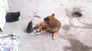 Кошка знакомит котят со своим старым другом