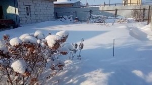 Любимая гортензия. Анабель, Ванилла фрайз. Зимует без укрытия в Сибири. Зима. Часть 1.