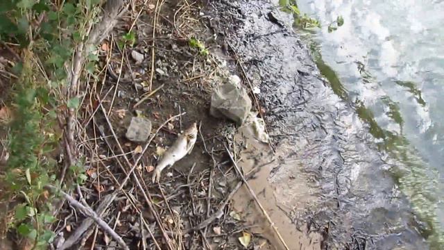 Речка Сула смотреть онлайн