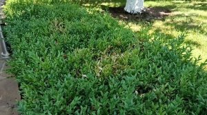 Ожоги растений от удобрений.