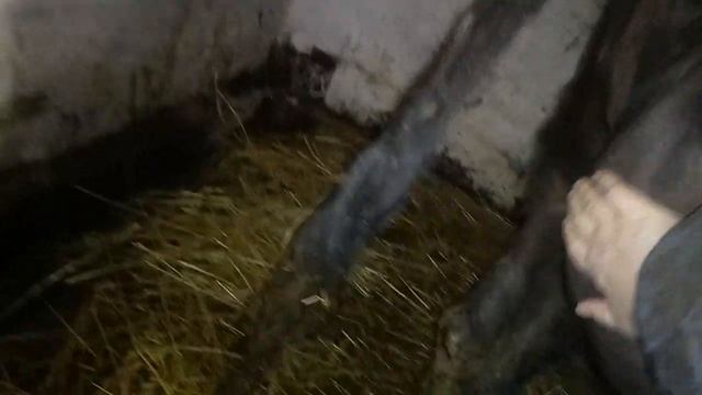 стельность нетели 287 дней ,все еще ждем отел смотреть онлайн