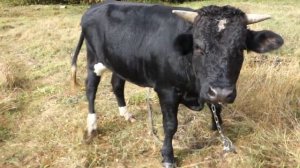 Продажа быков