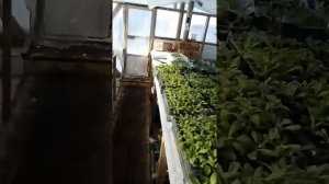 Зимняя теплица из Поликарбоната и светлицы.