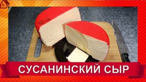 СУСАНИНСКИЙ СЫР рецепт - две недели созревания+ дегустация/ Susaninsky cheese