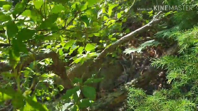 더 덕  Codonopsis   lanceolata