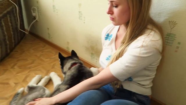 ХАСКИ голубые глазки! HUSKY PUPPY PashaNastya Vlog