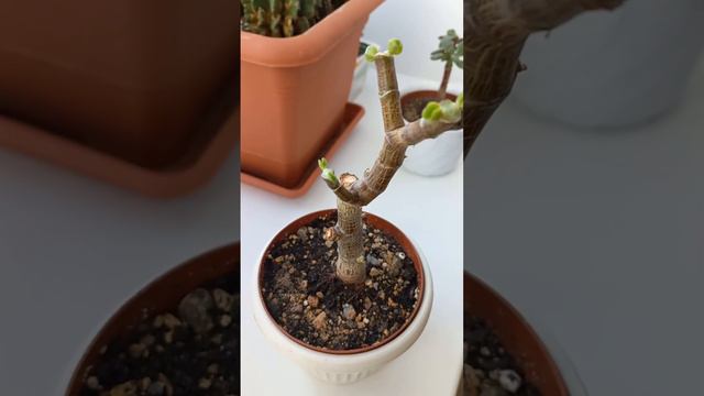 Крассула Овата после обрезки / Crassula ovata / Толстянка / Денежное дерево