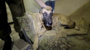 Можно ли наказывать собаку?