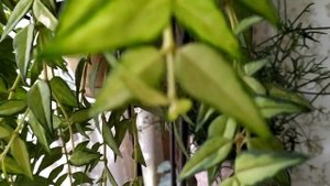 Хойя  Белла Луис Буис  май 2020 год